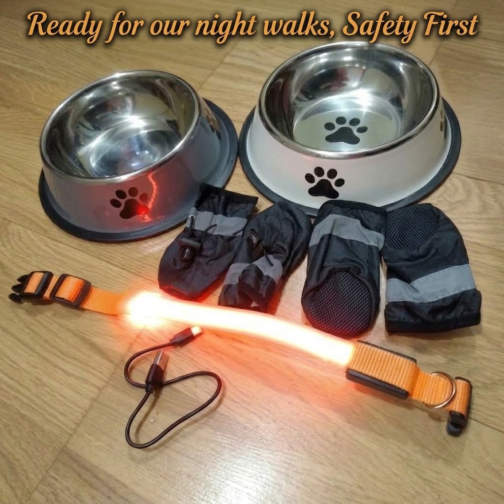Light Up Safety Dog Collar