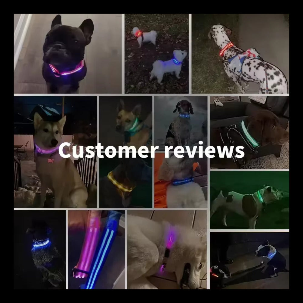 Light Up Safety Dog Collar